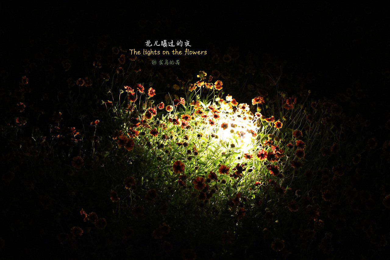 哟!这些意外的花儿……