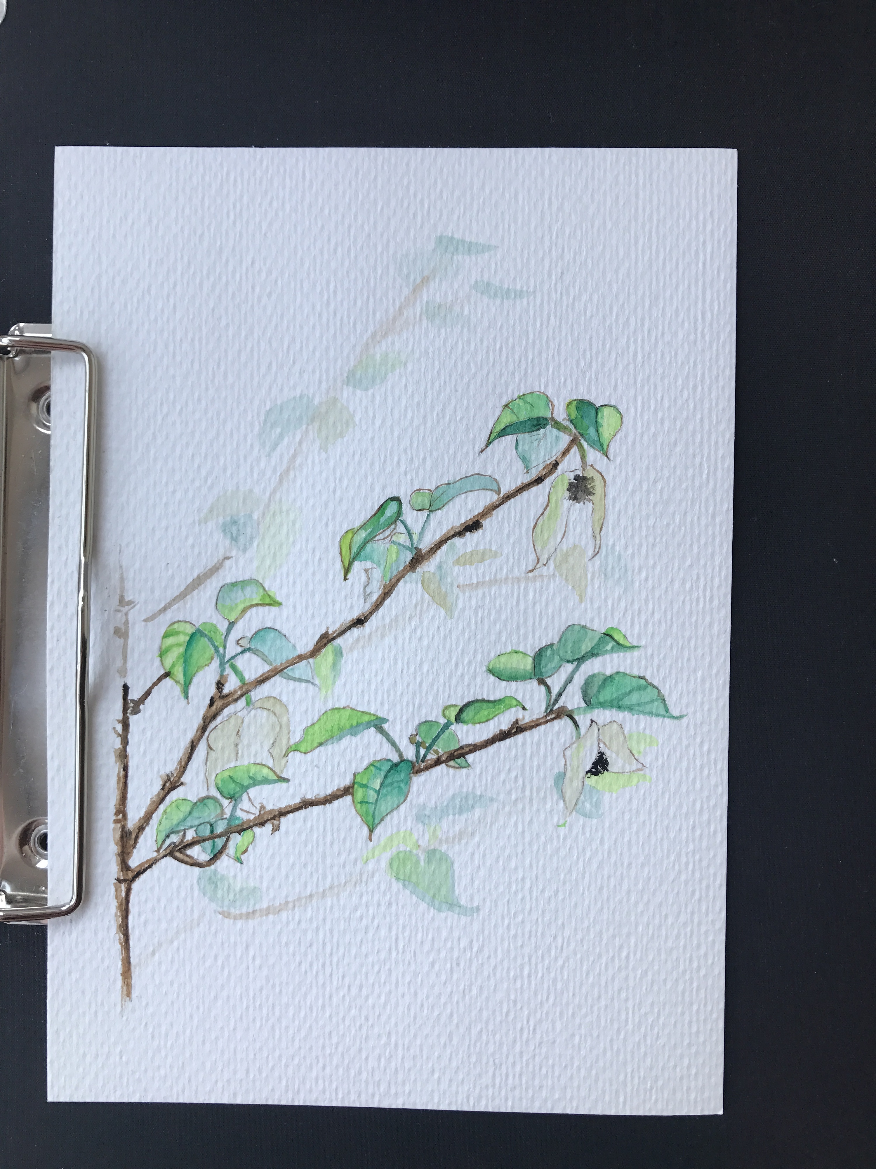 珙桐 水彩