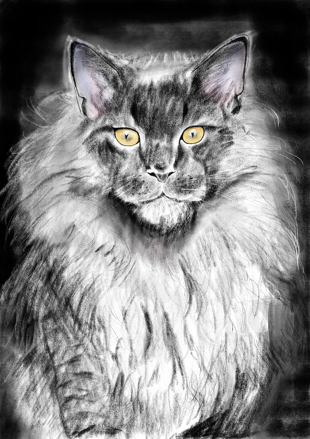Maine Coon（图ZMTA3NDY5NDA4） - 创作习作 - 站酷设计师阿提斯喵原创素材 - 站酷ZCOOL