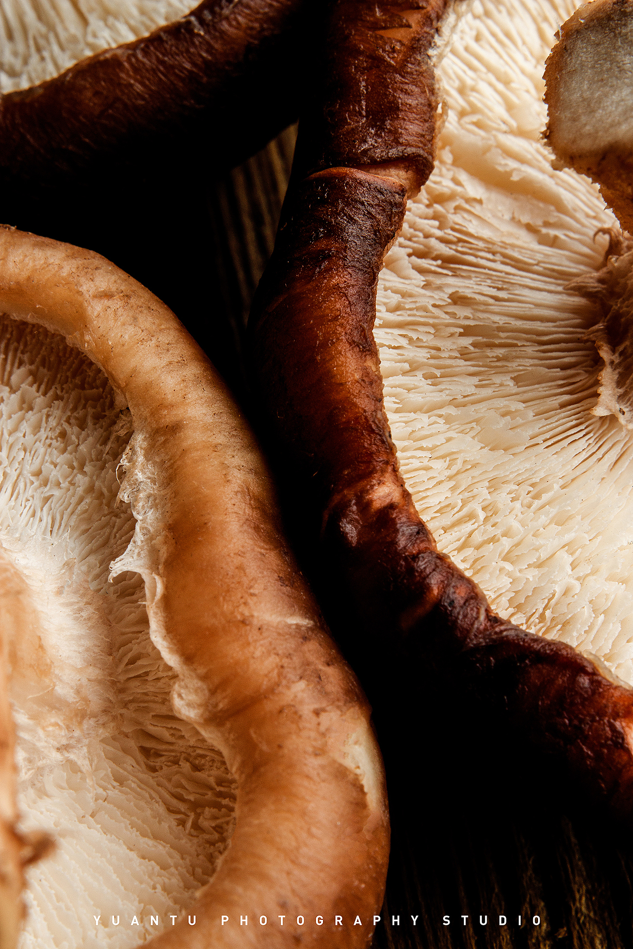 原图影像美食摄影-秋食物语