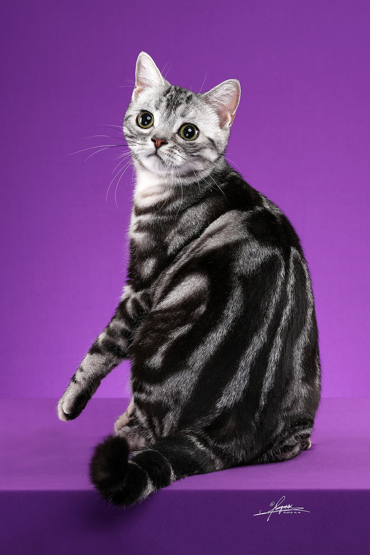 amyworks探须视觉322德文卷毛猫-amyworks探须视觉280喜欢ta的作坡痧