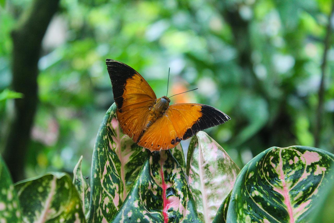 蝴蝶蜻蜓这样的小动物