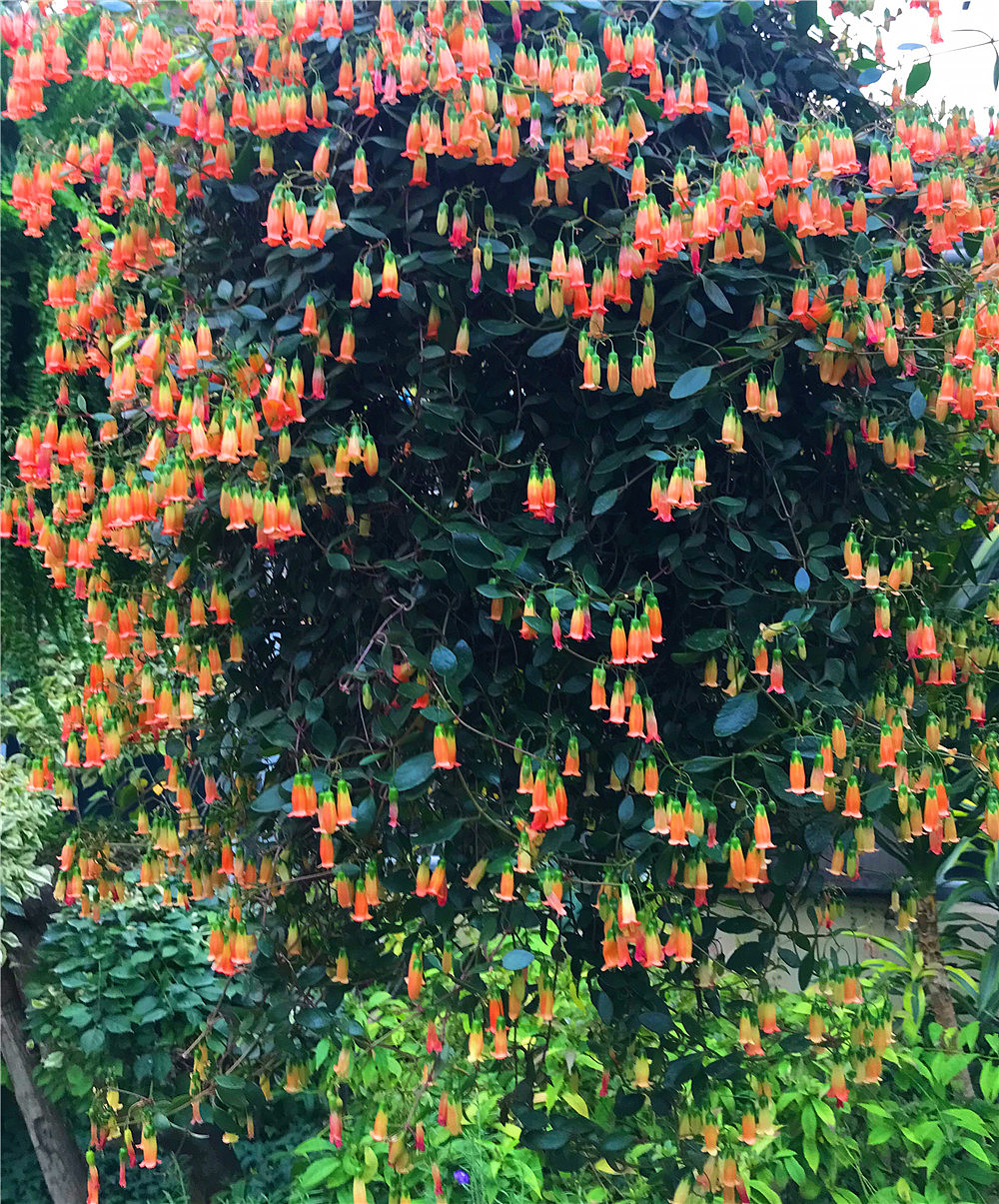 刘勇良纪实 摄影:神奇的植物之一