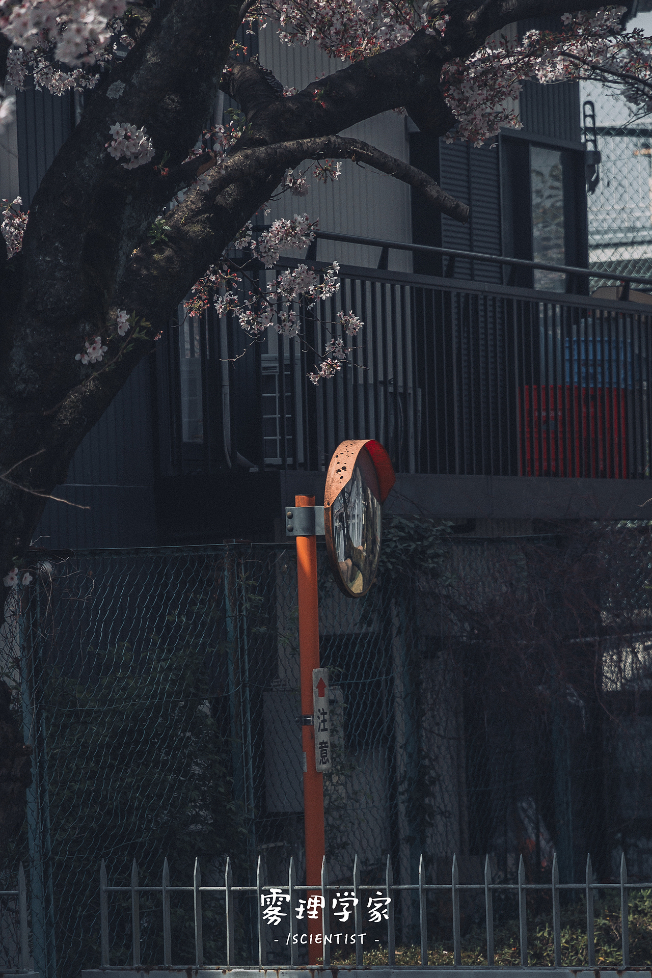 涉谷八公 | Photo | 雾里学家scientis | 3