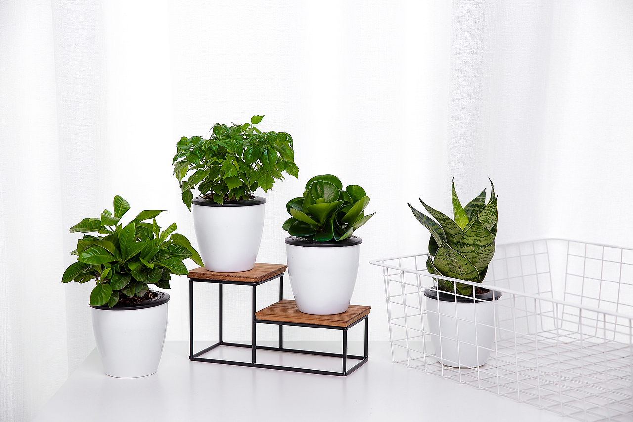 办公室绿植了解一下?