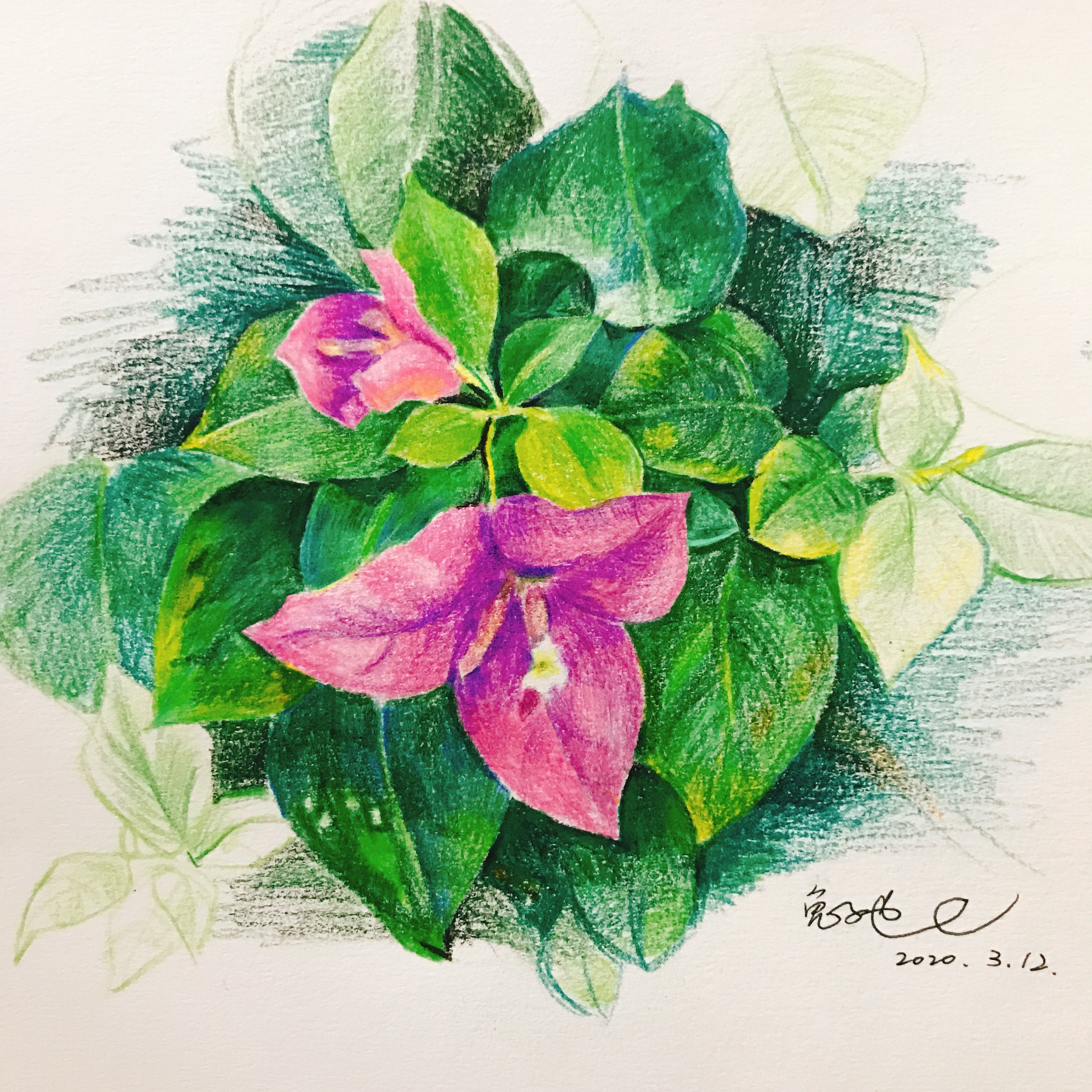 三角梅|纯艺术|彩铅|凸凸丫1120 - 原创作品 - 站酷 (zcool)