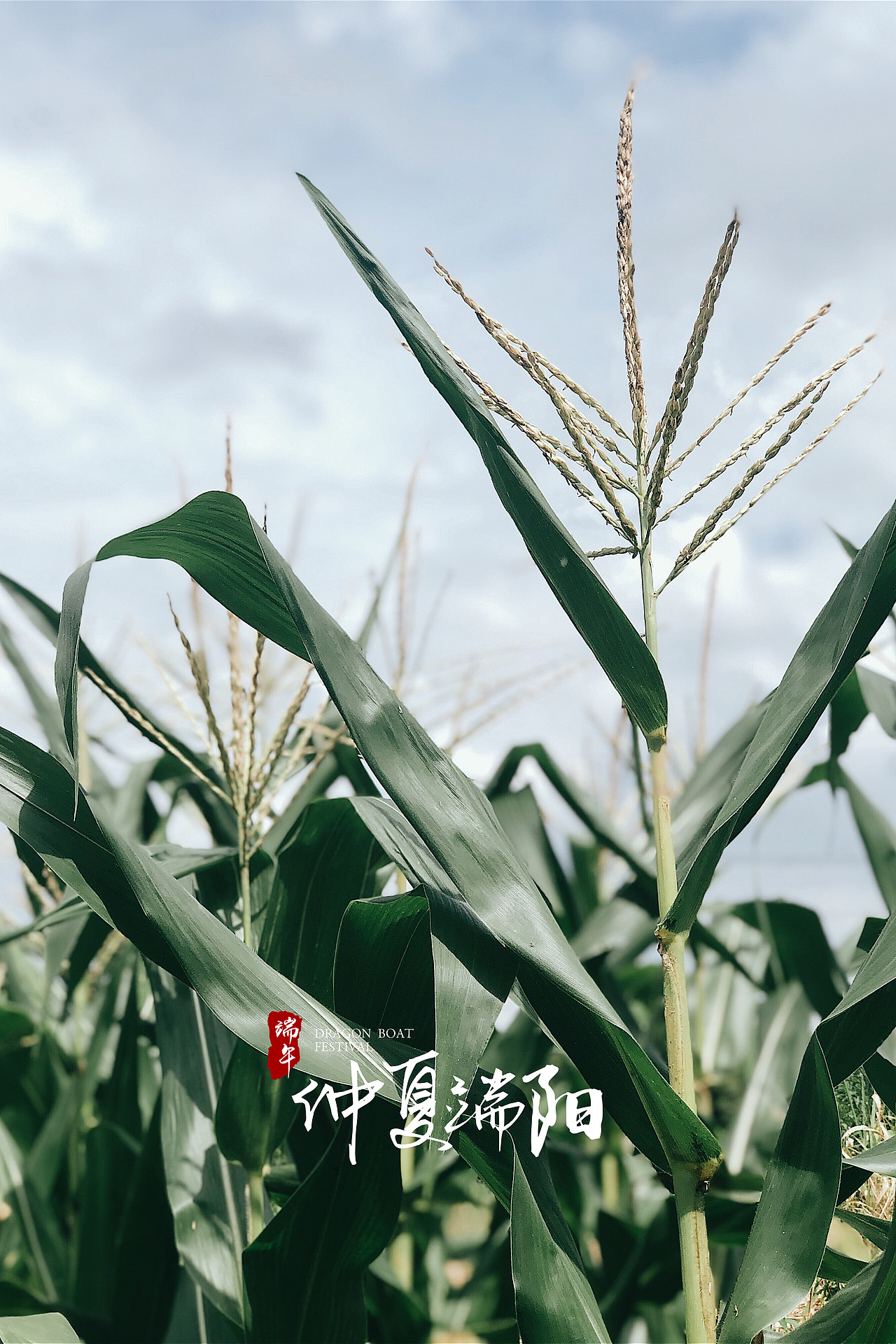 [仲夏端阳]-最原始的满足感（图ZMjEzNzA0MDky） - 风光摄影 - 站酷设计师瞌睡蜜蜂原创素材 - 站酷ZCOOL