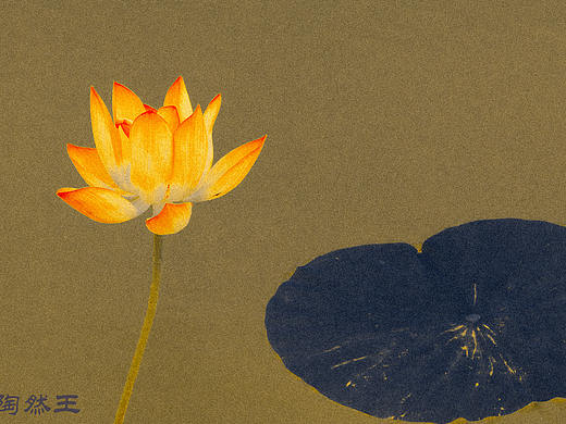荷花