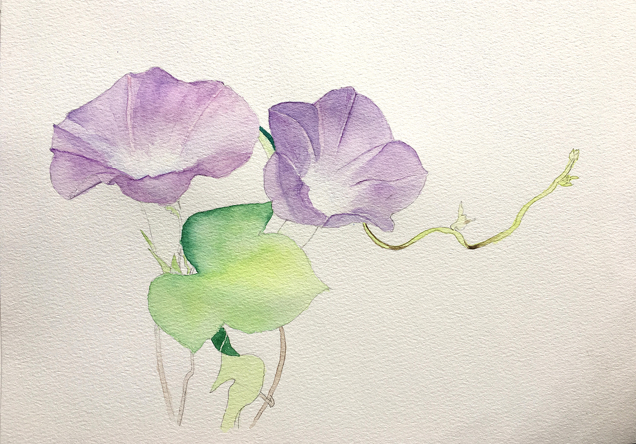 春天花卉系列之牵牛花|纯艺术|绘画|车车开车车_原创作品-站酷zcool