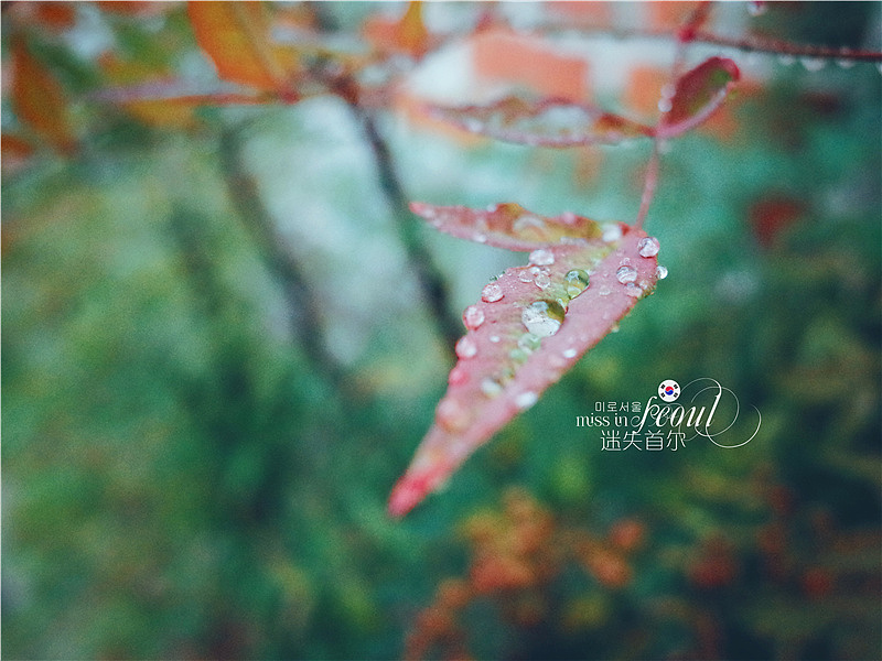 那个秋天 首尔一个人