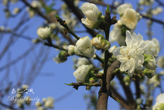 厦门三月桃花开