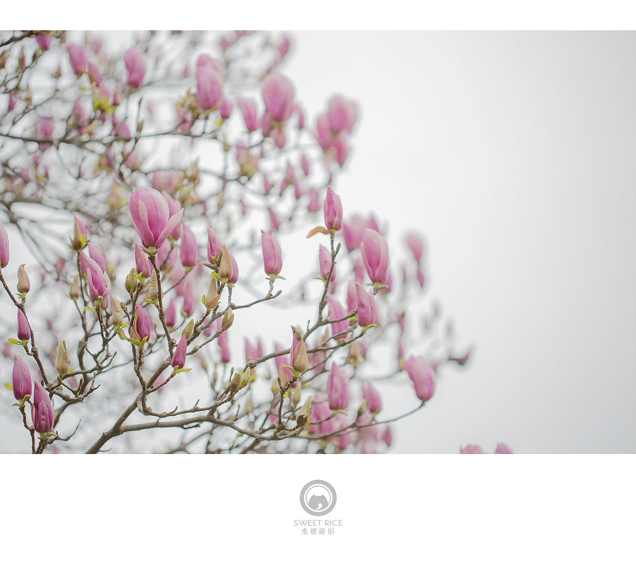 青雨嗅春（图ZNDQwOTU3NDg=） - 风光摄影 - 站酷设计师挂糖原创素材 - 站酷ZCOOL