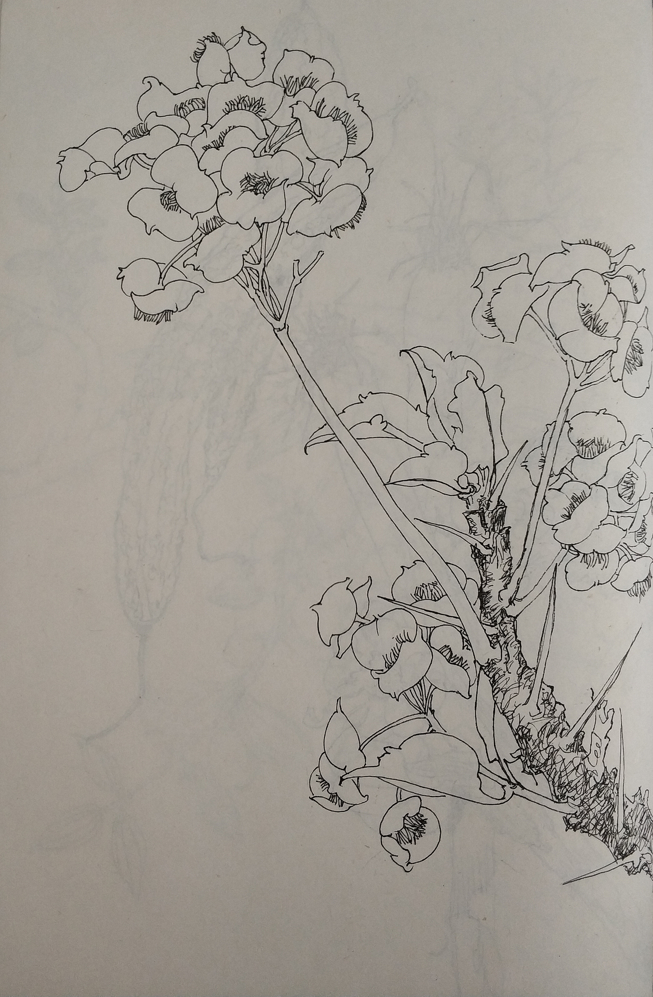 花鸟(写生)手绘小稿