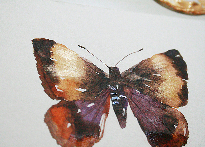 #candy田水彩教程# 金蝴蝶是怎样产生的~