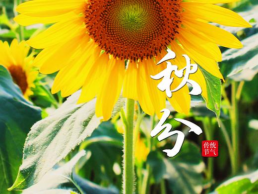 秋分海报（个人主页-ZNDc4NjQ4MjQ=） - 海报 - 站酷设计师爱CGfeng原创素材 - 站酷ZCOOL