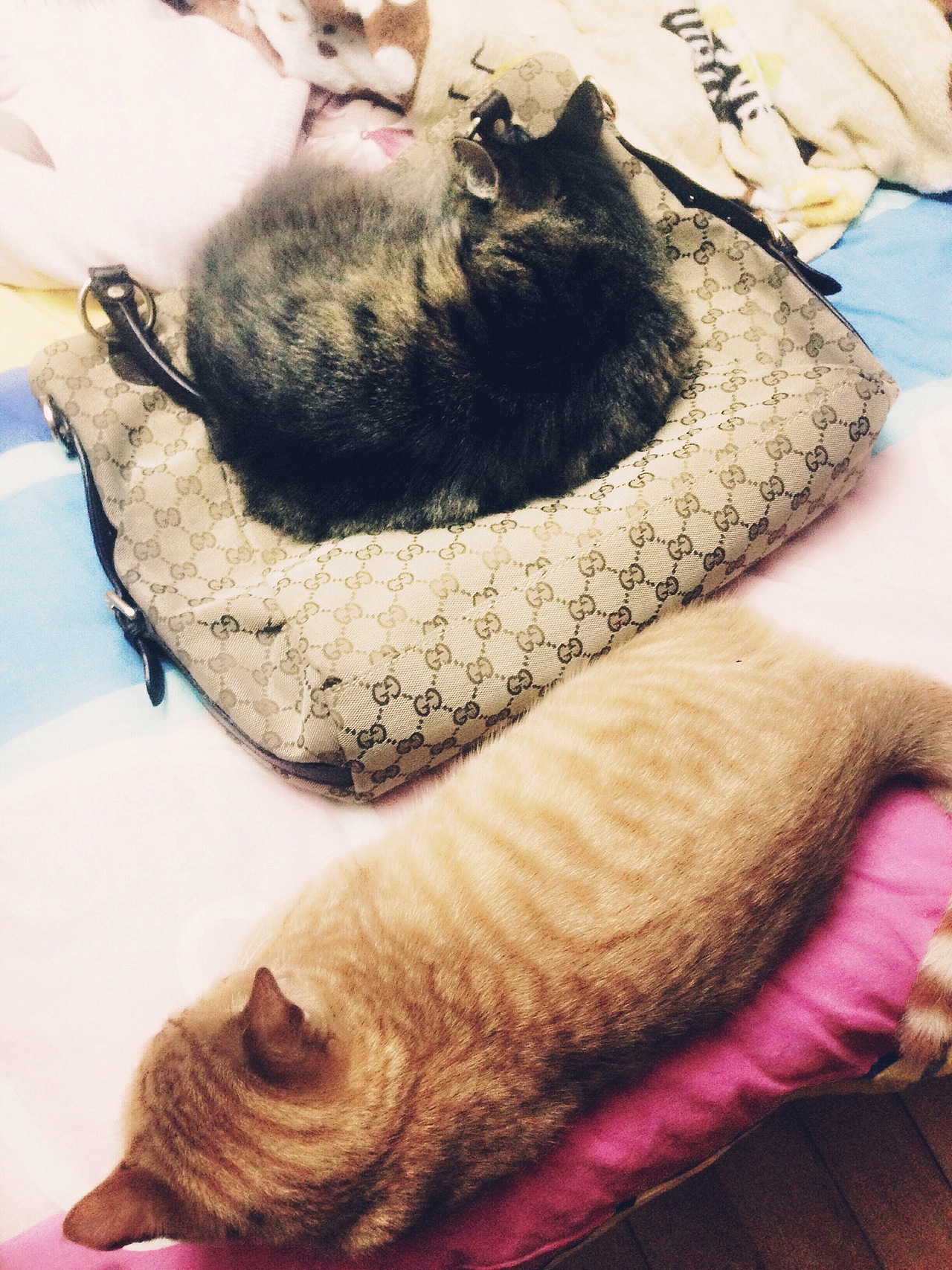 晒猫这种事必须参一脚（2）（图ZMjU1NDcyOTI=） - 宠物摄影 - 站酷设计师Lieles莘原创素材 - 站酷ZCOOL