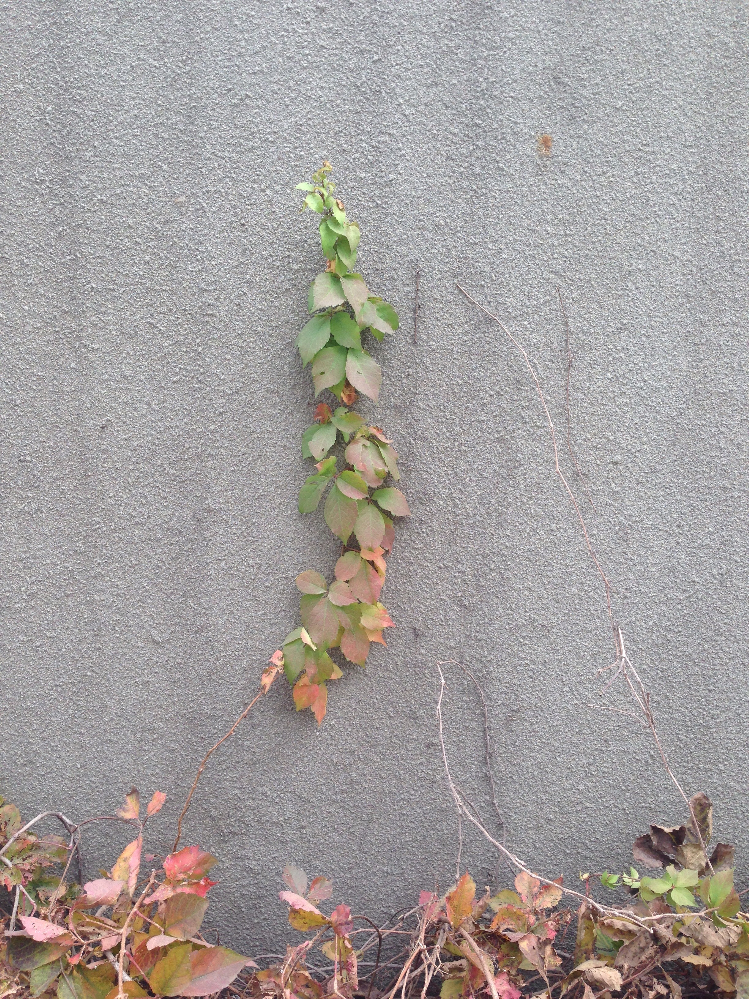 爬山虎静静爬|摄影|静物|二逼呵呵从来 - 原创作品 - 站酷 (zcool)