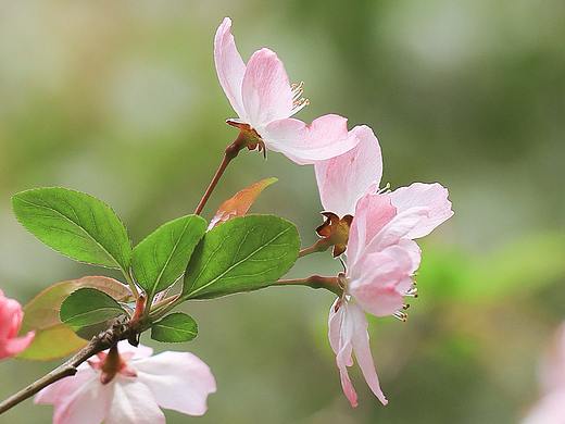 #花花世界#春日明媚海棠（个人主页-ZNTEzNjExNjQ=） - 风光摄影 - 站酷设计师一修_原创素材 - 站酷ZCOOL