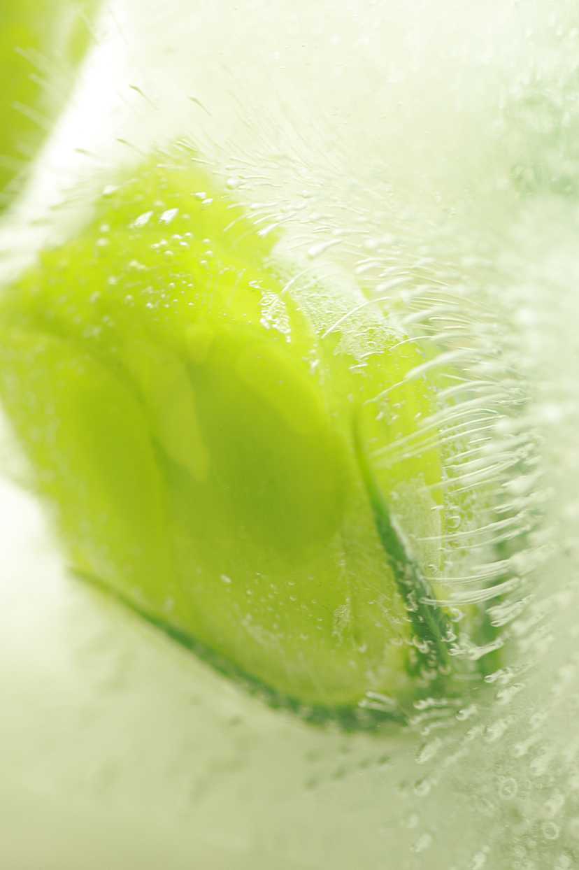 冰封桔梗 治愈绿色（图ZMzMyMjcxMzQ4） - 其他摄影 - 站酷设计师Z790308645原创素材 - 站酷ZCOOL