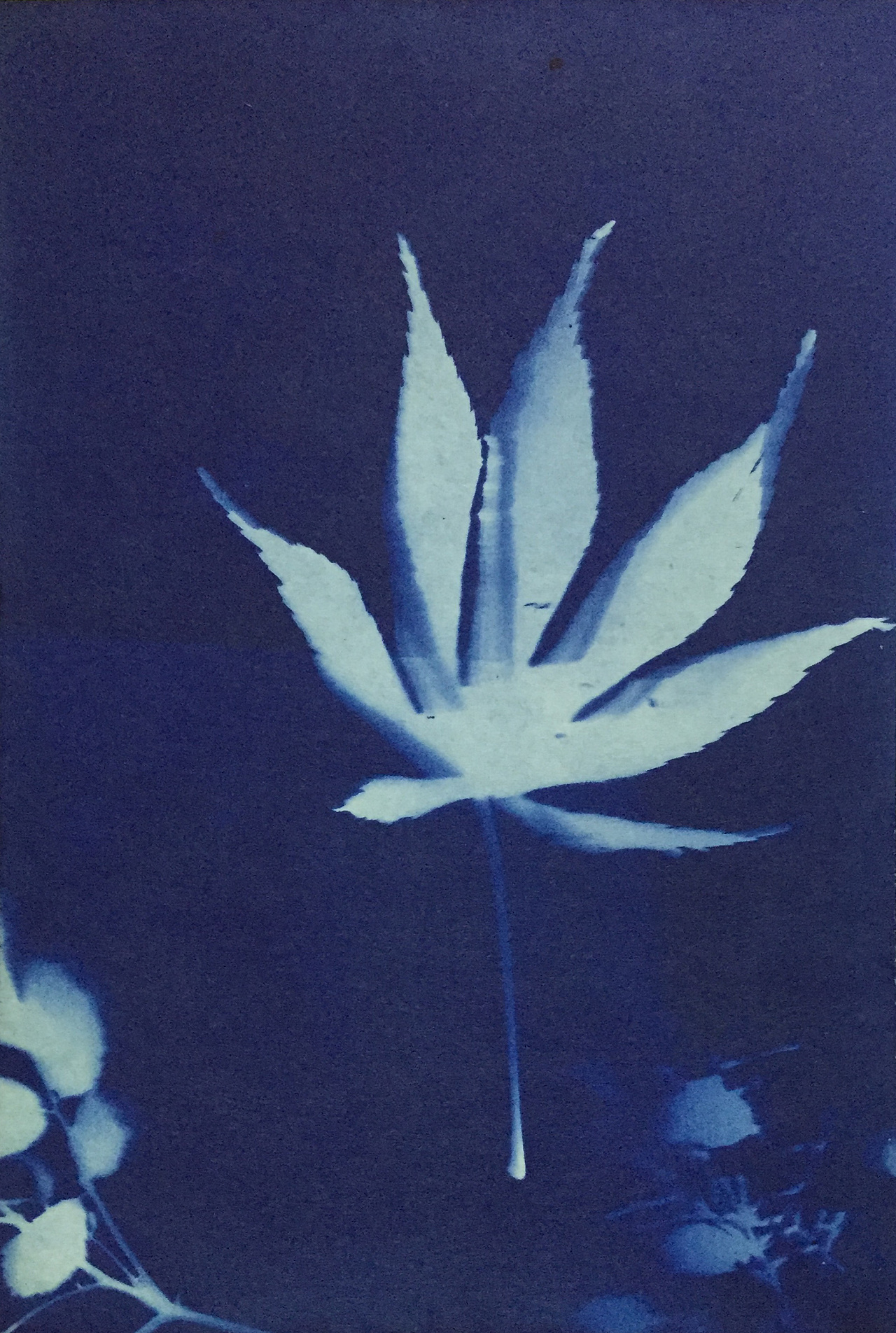 cyanotype 蓝晒 - 原创作品 - 站酷(zcool)
