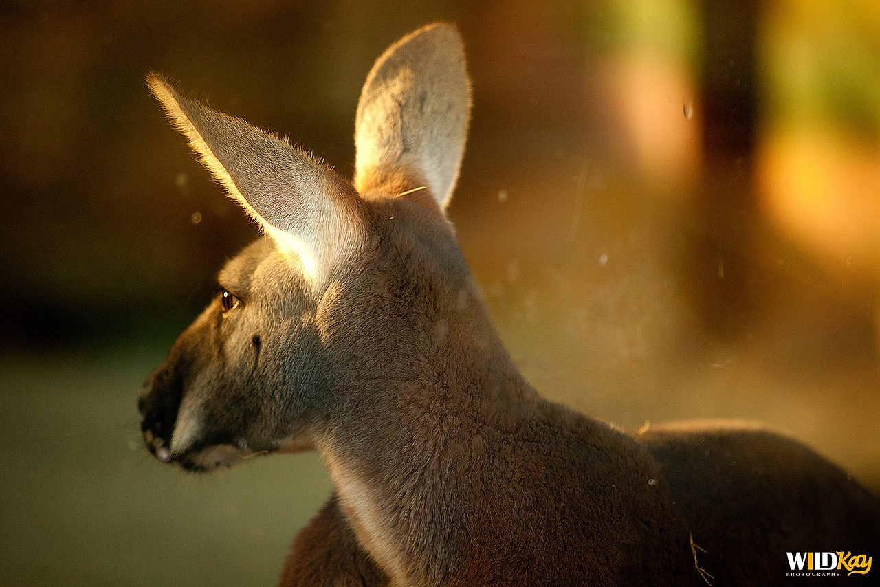 《生命和爱365》合集 I（图ZMTg0NTAxMTc2） - 宠物摄影 - 站酷设计师WildKay原创素材 - 站酷ZCOOL