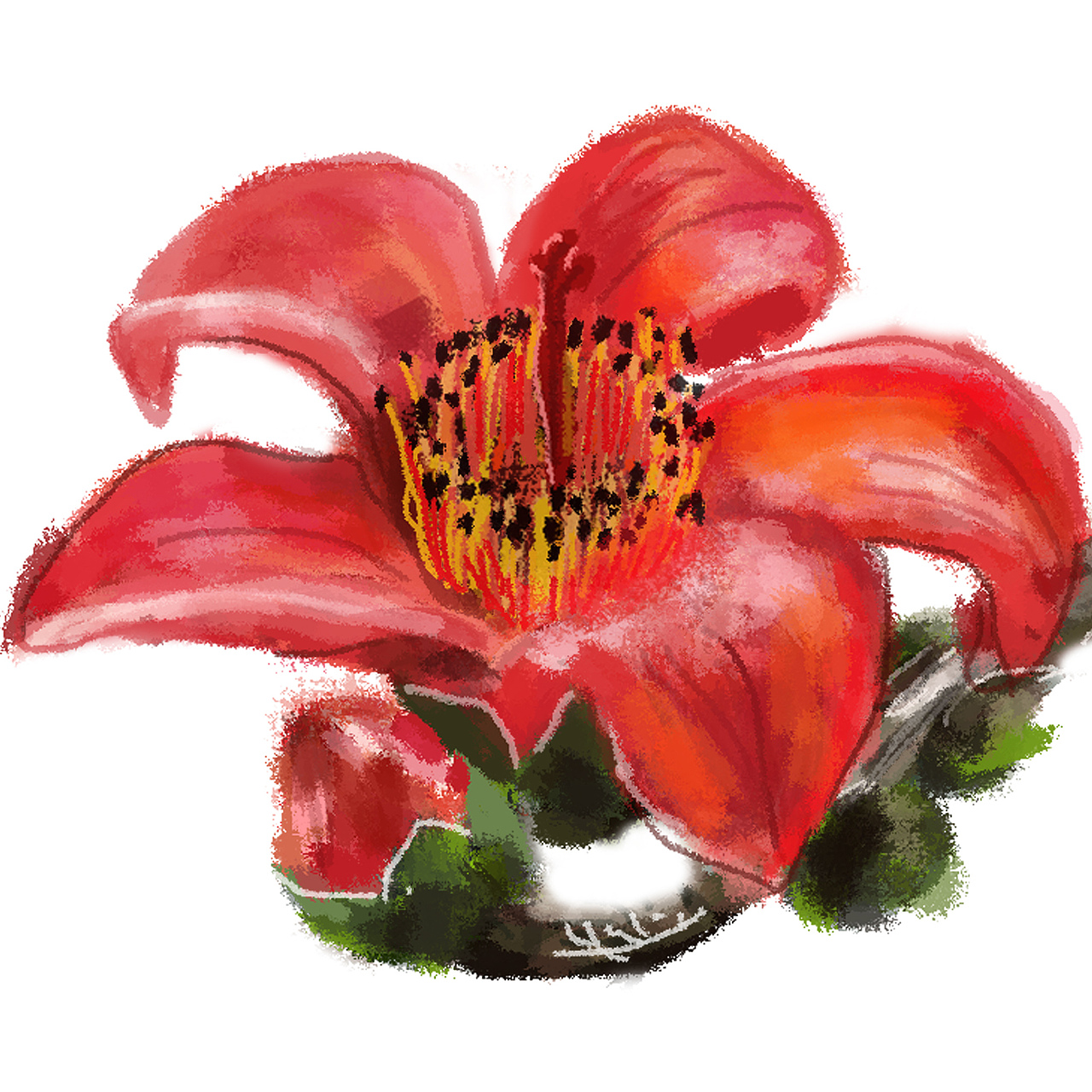 木棉花|插画|创作习作|中珊baby_原创作品-站酷zcool