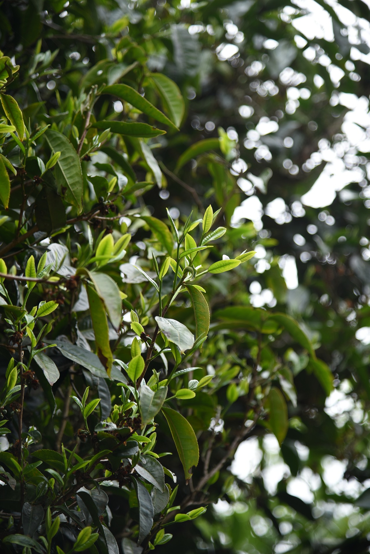 春日里的茶树发芽啦~（图ZMjkyOTg3NjY0） - 风光摄影 - 站酷设计师阿雪啦原创素材 - 站酷ZCOOL