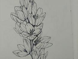 植物练习（五）