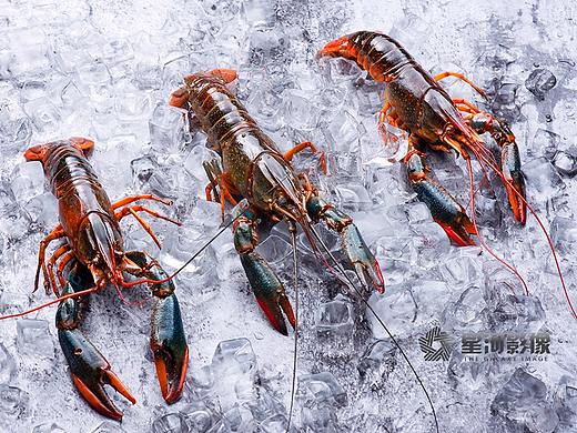 澳洲小青龙（河源嚼天下）