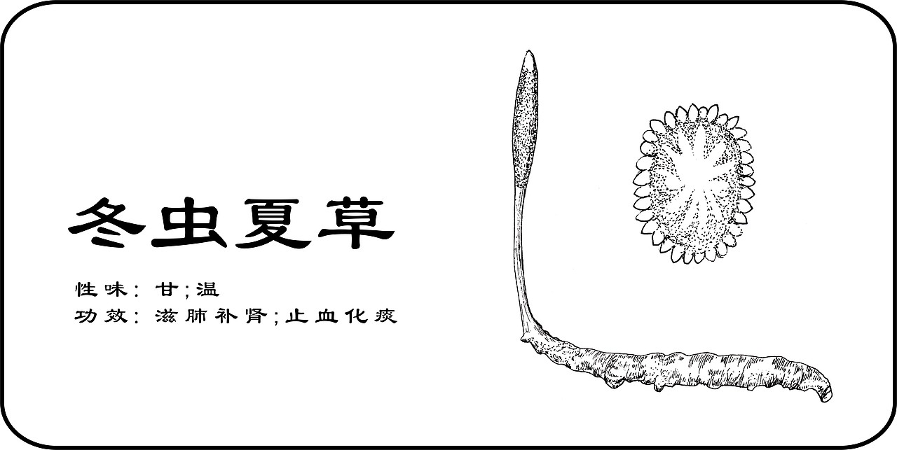 中草药手绘标示（图ZMzY3Mjk4MDQ=） - 创作习作 - 站酷设计师一二零七原创素材 - 站酷ZCOOL