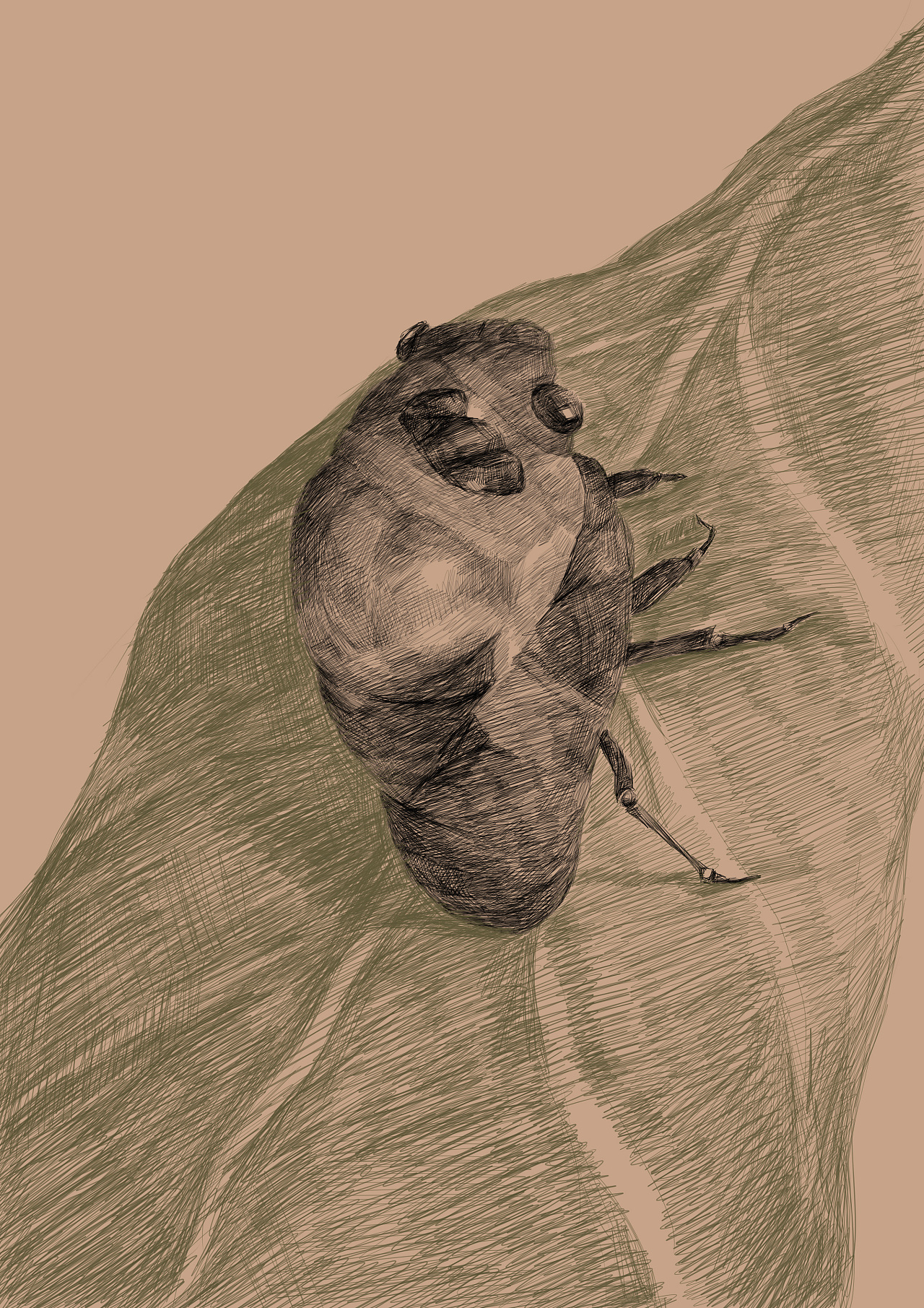 蝉蜕|插画|商业插画|张敏哈哈 - 原创作品 - 站酷 (zcool)