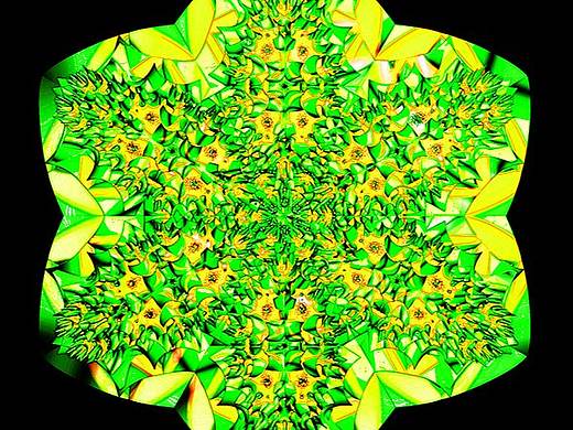 （Fractal Art）分形艺术：花铭