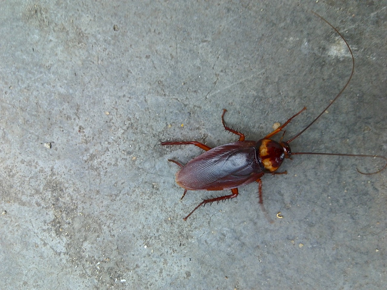 广州最大的蟑螂图片