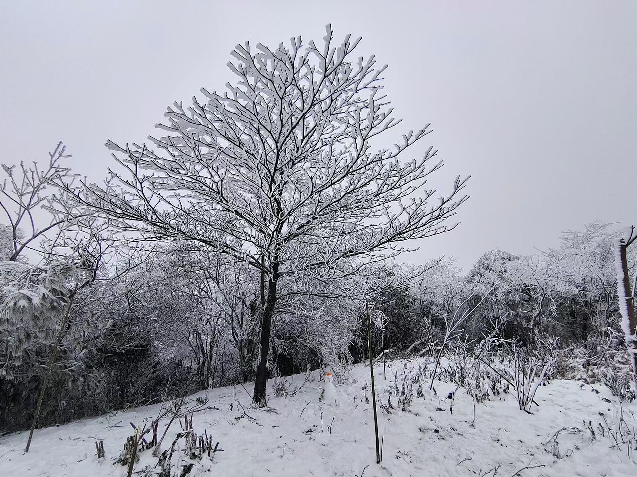 看雪的快乐你可以想象（图ZMjg3MTIxNTA0） - 风光摄影 - 站酷设计师logical23原创素材 - 站酷ZCOOL
