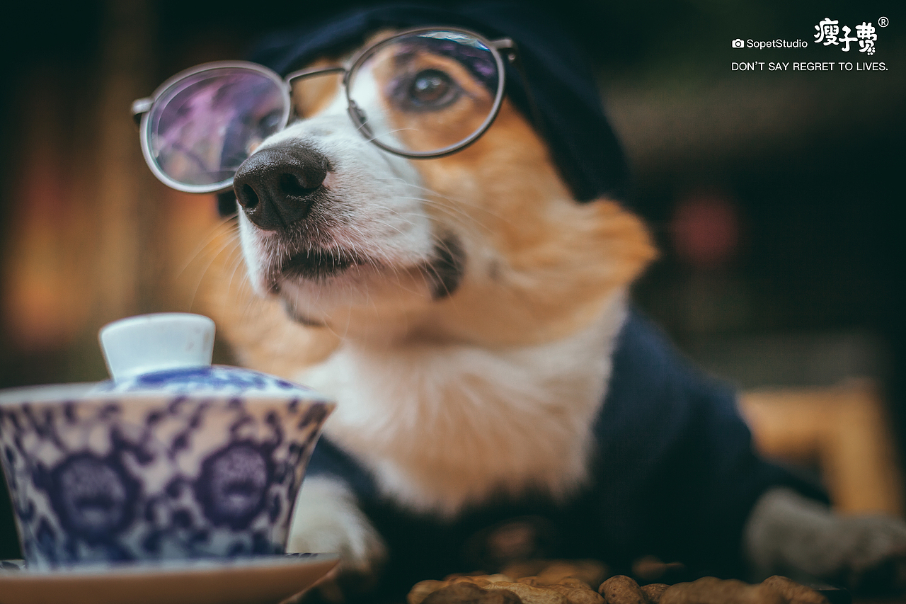 看看熊猫，喝个盖碗茶（图ZMjQ5NDU0MDU2） - 宠物摄影 - 站酷设计师瘦子费原创素材 - 站酷ZCOOL