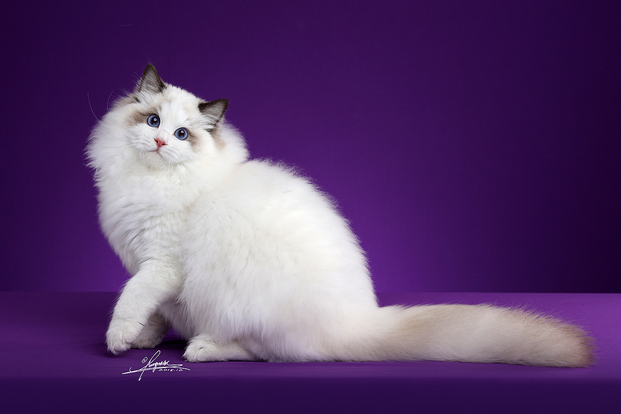 布偶猫（图ZMTY5OTg2MzAw） - 宠物摄影 - 站酷设计师AMYWORKS赛猫摄影原创素材 - 站酷ZCOOL