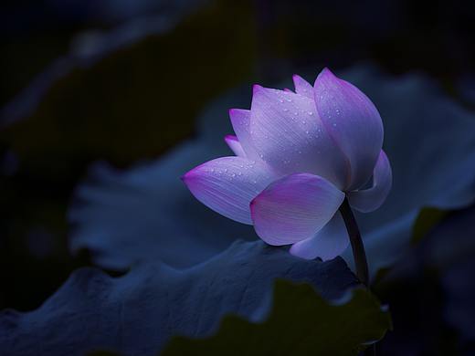 荷·芙蓉  雅俗共赏