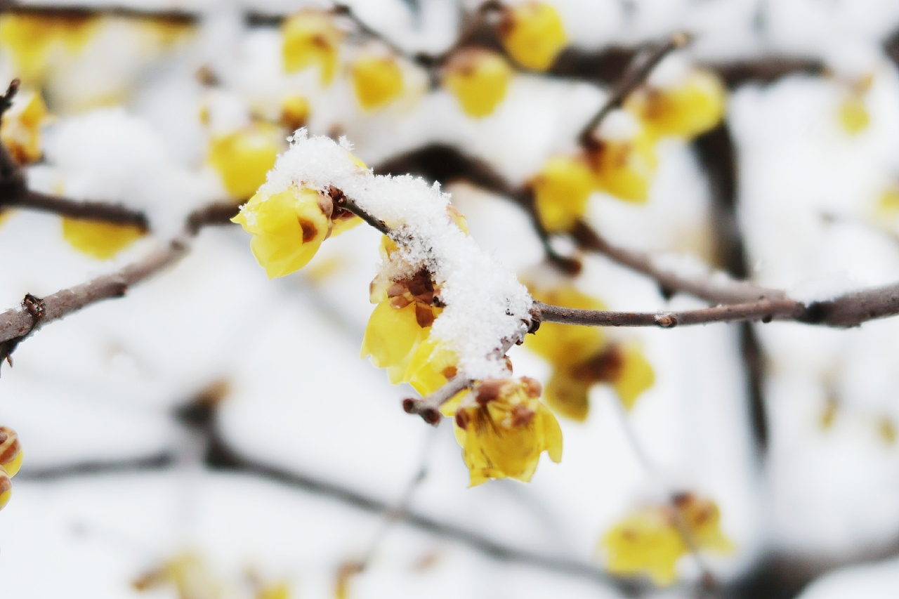 淮安清晏园冬季古风雪景|摄影|风光摄影|z207815195 - 原创作品