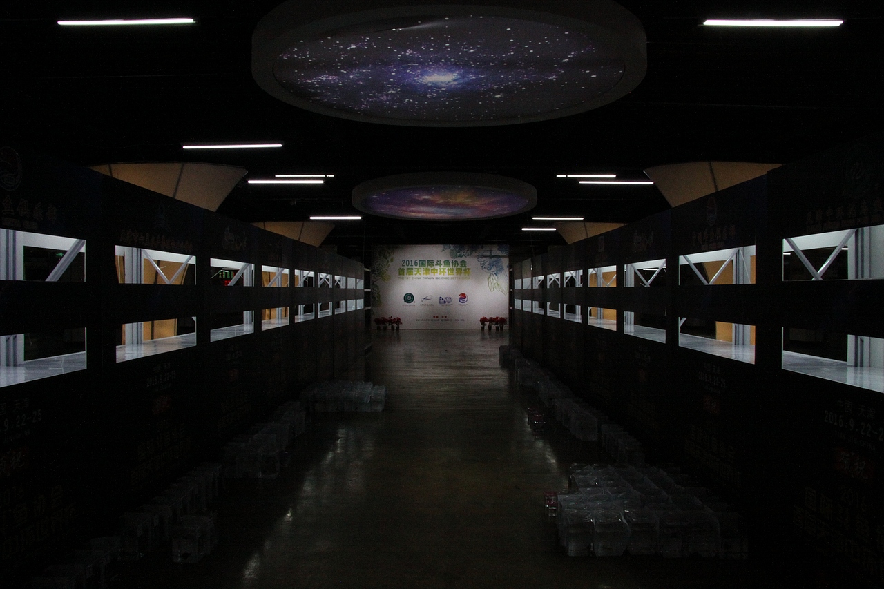 世界斗鱼观赏比赛 补充汇报