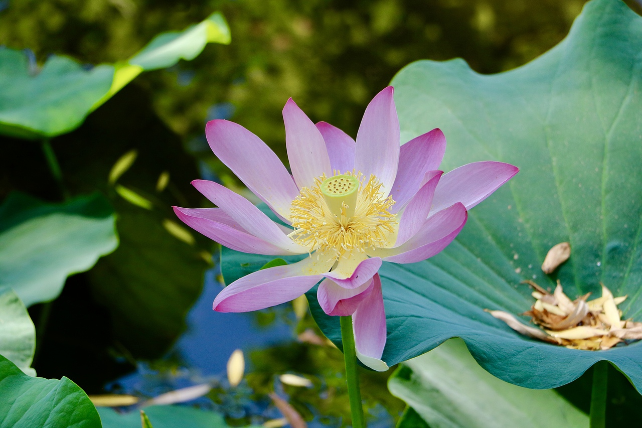 夏荷（图ZMTY0ODkwNTE2） - 产品摄影 - 站酷设计师行走的口袋原创素材 - 站酷ZCOOL