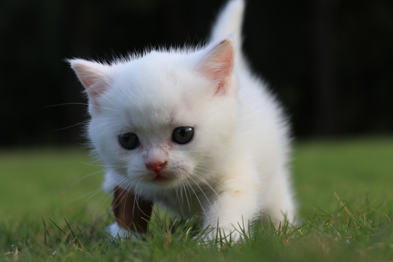 803英短纯白-公-34day478g