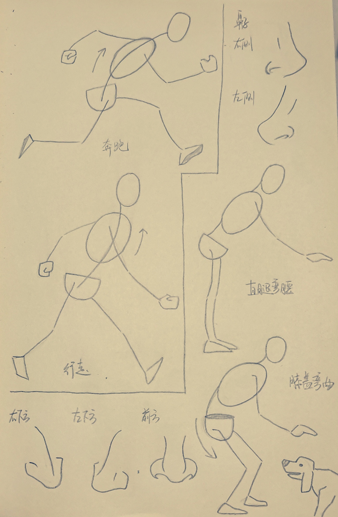学画画的第18天-动态