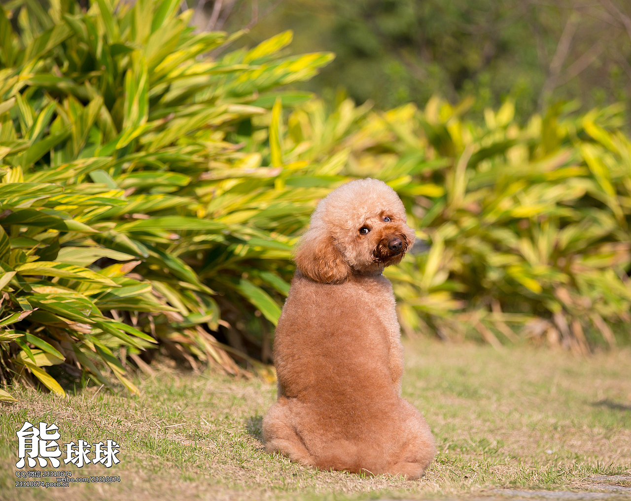 咱家的巨贵酱酱（图ZMjMxODk5ODA=） - 宠物摄影 - 站酷设计师熊球球原创素材 - 站酷ZCOOL