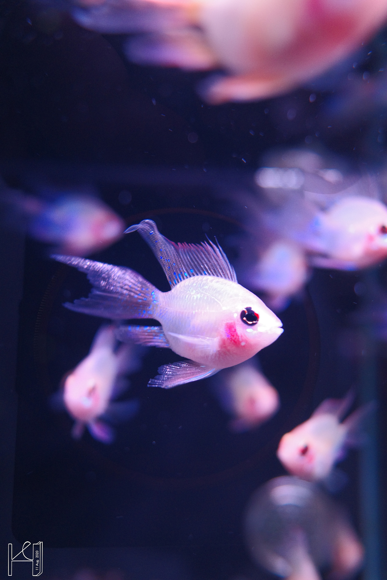 理光GR3·北京拍照·记洁癖患者的宠物福音