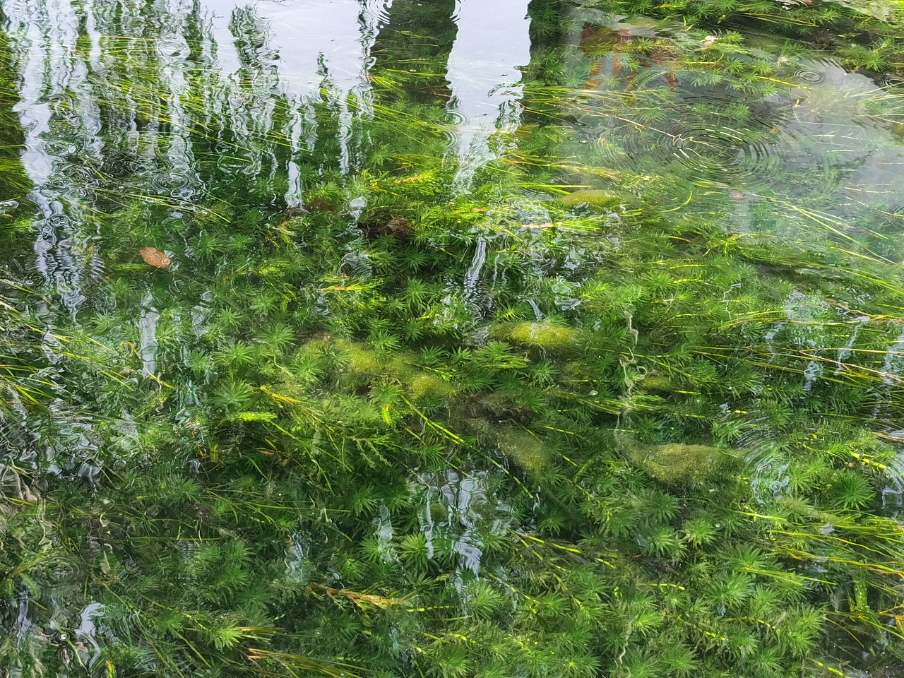 济南曲水亭街小桥流水清澈泉水