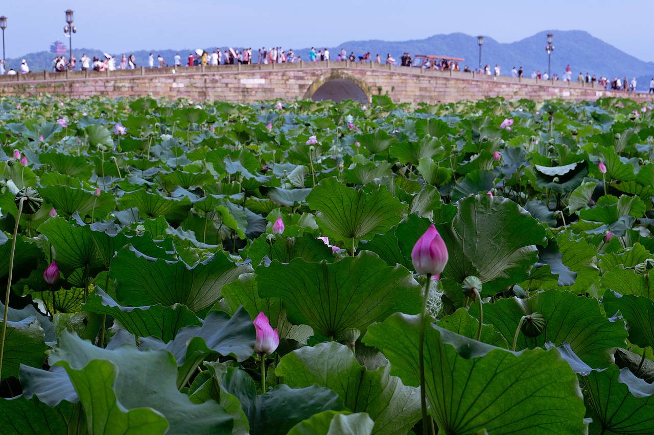 西湖荷花7月31日（图ZMjcxOTI3OTgw） - 风光摄影 - 站酷设计师达达达西瓜原创素材 - 站酷ZCOOL