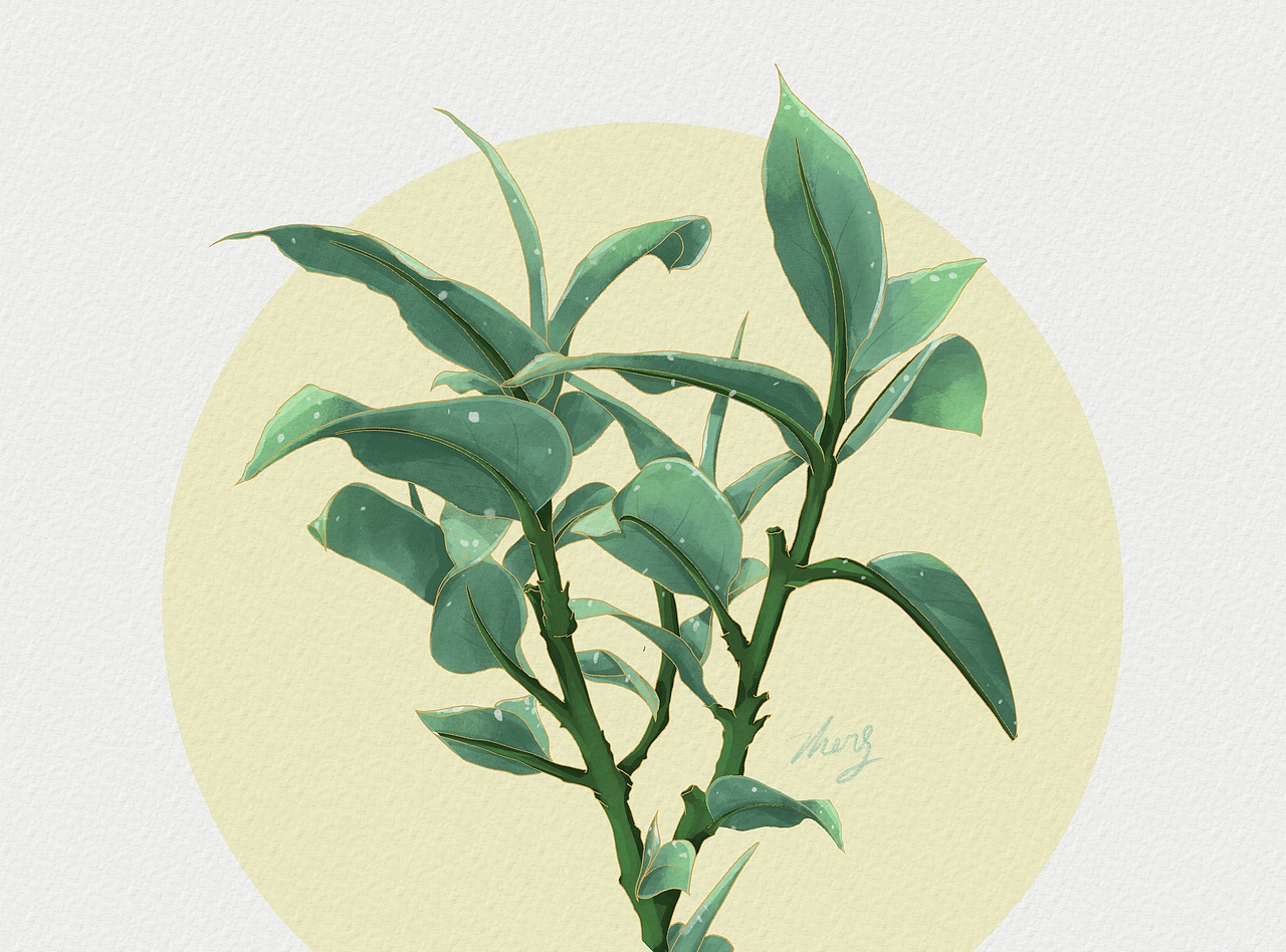 茶叶插画（图ZMjY5MTAwODQw） - 创作习作 - 站酷设计师小青misan原创素材 - 站酷ZCOOL