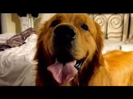 《华为》移动监控海外版