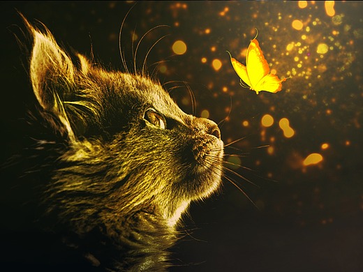 猫和蝴蝶的相遇