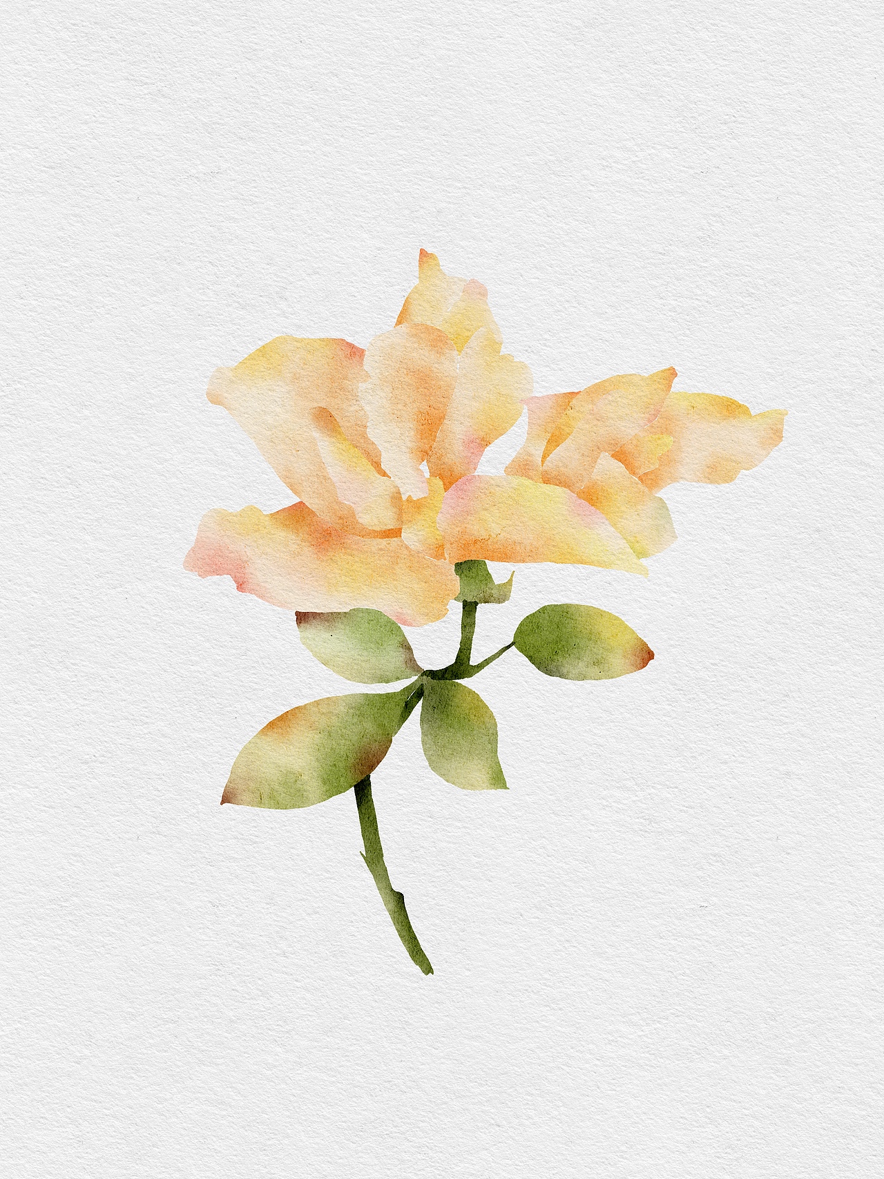 iPad水彩作品procreate/花卉